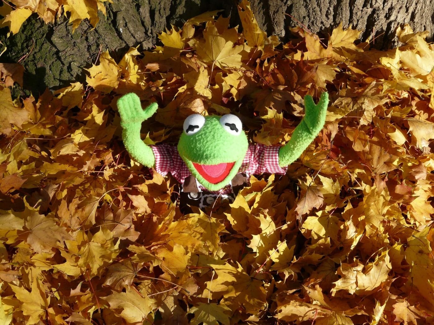 Kermit the frog covered in brown leaves