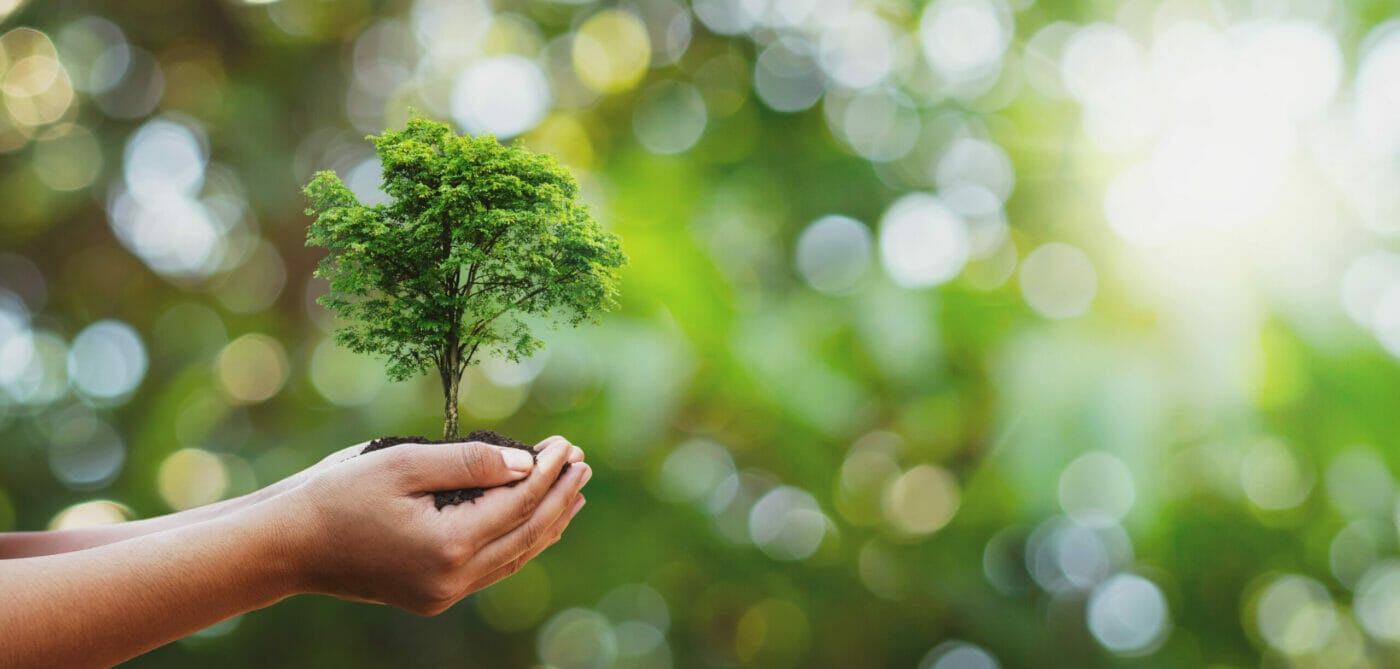 Person holding small tree in their hands